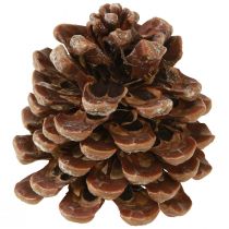 Artikel Pinus Pinea Medium Pine Kogler Naturlig 8-10cm 50 stk