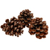 Pinus Pinea medium 10/14cm naturlig 50p