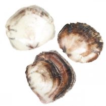Capiz-skaller, naturlige muslingeskaller, naturlige ting perlefarvet, violet 4-16 cm 430 g