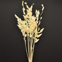 Artikel Fladøret græs Chasmantium Champagne 70cm 10 stk
