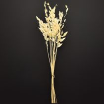 Artikel Fladøret græs Chasmantium Champagne 70cm 10 stk