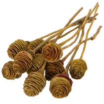 Artikel Platyspermum Creme 1-3, 50 stk.