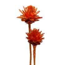 Plumosum 1 Orange 25 stk