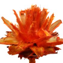 Plumosum 1 Orange 25 stk