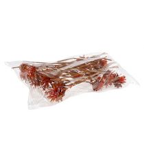 Artikel Plumosum 1 Appelsin 25 stk