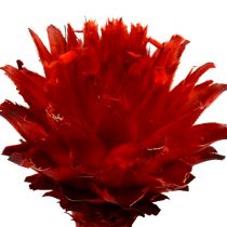 Plumosum 1 Rød 25 stk