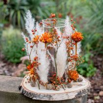 Plumosum 1 Orange 25 stk