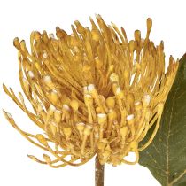 Artikel Protea kunstig Leucospermum nålepude gul 30 cm 6 stk
