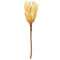 Artikel Proteentørret Repens creme 1. valg 10-12cm 25 stk