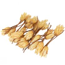 Artikel Proteentørret Repens creme 1. valg 10-12cm 25 stk