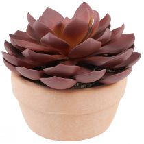 Artikel Sukkulent plante i potte Echeveria kunstrød Ø15cm