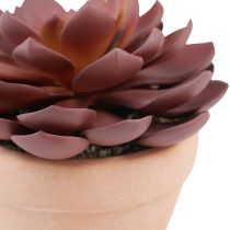 Artikel Sukkulent plante i potte Echeveria kunstrød Ø15cm