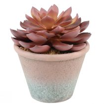 Artikel Sukkulent plante i potte Echeveria kunstig rød årgang Ø15cm H16cm