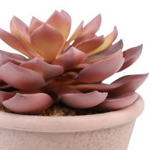 Artikel Sukkulent plante i potte Echeveria kunstig rød årgang Ø15cm H16cm