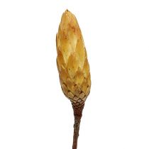 Artikel Repens creme lille 50 stk