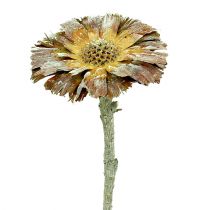 Artikel Repens roset grøn frostet 8cm - 9cm 25 stk