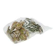 Artikel Repens roset grøn frostet 8cm - 9cm 25 stk