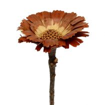 Artikel Repens Rosette Lys 8-9cm 25 stk