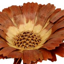 Artikel Repens Rosette Lys 8-9cm 25 stk