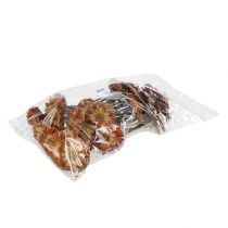 Artikel Repens Rosette Lys 8-9cm 25 stk