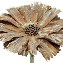 Artikel Protea roset 8-9cm hvidvasket 25 stk
