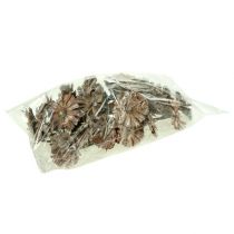 Artikel Protea roset 8-9cm hvidvasket 25 stk