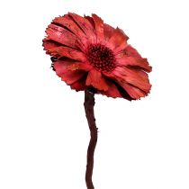 Artikel Repens Rosette Erika 8cm - 9cm 25 stk