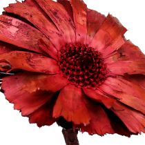 Artikel Repens Rosette Erika 8cm - 9cm 25 stk