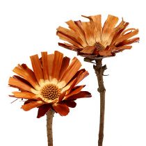 Artikel Repens Rosette Super 10 - 12cm 20 stk
