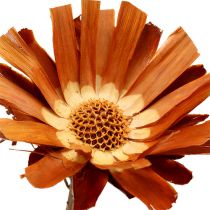 Artikel Repens Rosette Super 10 - 12cm 20 stk
