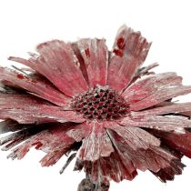 Protea rosetlyng frostet Ø8-9cm 25p
