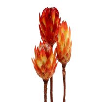 Repens rød 25stk