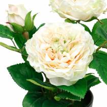 Pæon i en gryde, romantisk dekorativ rose, silkeblomst creme hvid