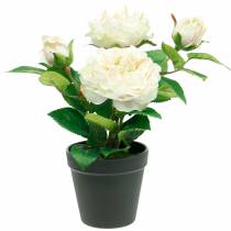 Pæon i en gryde, romantisk dekorativ rose, silkeblomst creme hvid