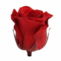 Artikel Infinity Roses Large Ø5,5-6cm Rød 6 stk