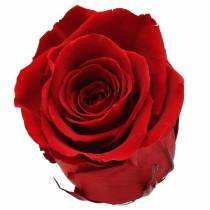 Artikel Infinity Roses Large Ø5,5-6cm Rød 6 stk