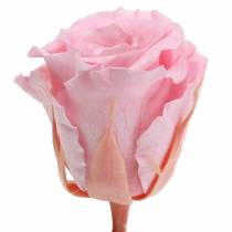 Artikel Eternal Roses Medium Ø4-4,5cm Pink 8 stk