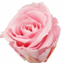 Everlasting roser medium Ø4-4,5cm pink 8stk