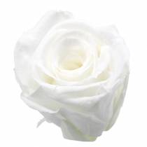 Konserverede roser medium Ø4-4,5cm hvid 8stk