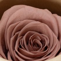 Artikel Konserverede rosenhoveder, romantisk gave, holdbare roser til særlige lejligheder, 5 cm, 6 stk.
