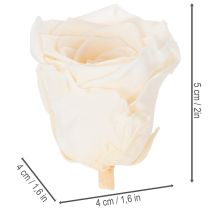 Artikel Rosenhoveder, konserverede blomster til elegante blomsterarrangementer, 5 cm, 6 stk.