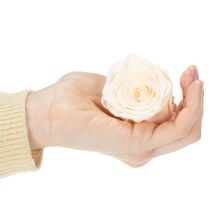 Artikel Rosenhoveder, konserverede blomster til elegante blomsterarrangementer, 5 cm, 6 stk.