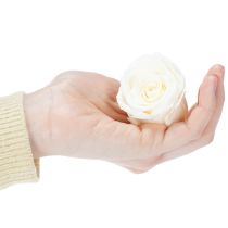 Artikel Konserverede rosenhoveder, holdbar borddekoration til en romantisk atmosfære, bryllupsdekoration, 5 cm, 6 stk.