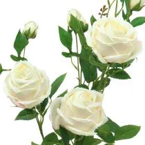 Artikel Rose gren creme / rosè 100cm