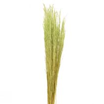 Artikel Bøjet græs Agrostis Capillaris Tørgræs Grøn 65cm 80g