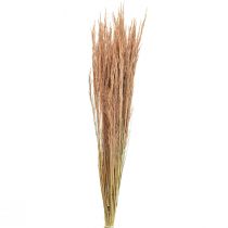 Artikel Rødt Bøjet Græs Agrostis Tørt Græs Rød Brun 65cm 80g