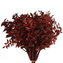 Artikel Ruscus Røde dekorative grene tørret på tråden 20cm 1 bundt