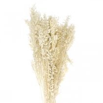 Ruscus kviste deco kviste tørrede blomster creme 200g