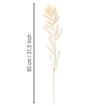 Artikel Tørret Ruscus dekorativ gren, bleget Ruscus, 200 g