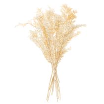 Artikel Tørret Ruscus dekorativ gren, bleget Ruscus, 200 g